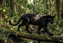 Rare Black Panther Sighted, Videotaped in Manas, Assam
