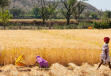 Agricultural Development and Farmer Welfare in Rajasthan|