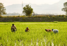 Agricultural Growth and Farmer Welfare in Chhattisgarh|