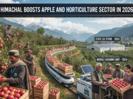Himachal Boosts Apple and Horticulture Sector in 2026|