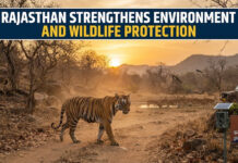 Rajasthan Strengthens Environment and Wildlife Protection|