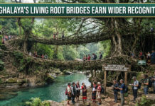 Meghalaya’s Living Root Bridges Earn Wider Recognition|