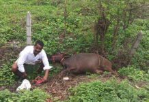విద్యుత్ అధికారుల నిర్లక్ష్యం బర్రె మృతి| A buffalo that died due to an electric shock near an overgrown transformer in Bellapur village.