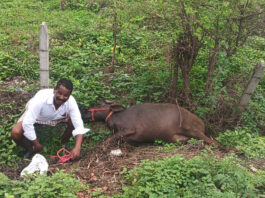 A buffalo that died due to an electric shock near an overgrown transformer in Bellapur village.