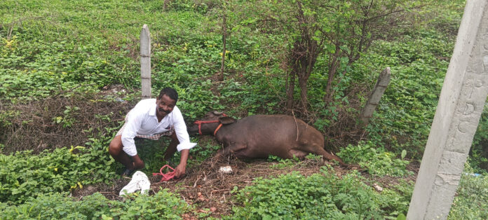A buffalo that died due to an electric shock near an overgrown transformer in Bellapur village.