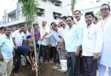 నాయుడు కాలనీలో మొక్కలు నాటిన బేబినాయన