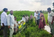 Focus should be on alternative crops|