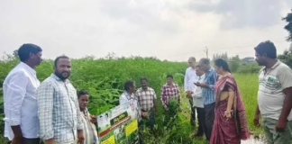 Focus should be on alternative crops|