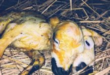 రెండు తలలతో గొర్రెపిల్ల.. రెండు గంటల్లోనే మృతి|