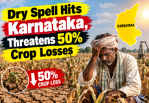 Dry Spell Hits Karnataka, Threatens 50% Crop Losses|