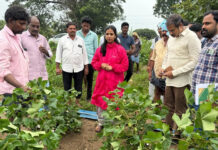 వర్షాల వేళ పంటల పరిస్థితిపై జేసీ ఇలక్కియ పరిశీలన