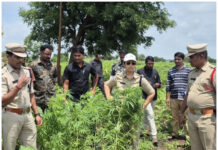 ఆసిఫాబాద్లో గంజాయి తోటలపై పోలీసుల దాడి |